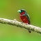 Black-and-Red broadbill bird