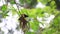 Black-and-Red Broadbill perching on a branch