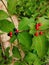 Black and red bubble like fruit plant in home garden