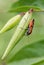 Black-and-Red-bug - Lygaeus equestris