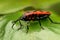 Black and red bug, Lygaeus equestris