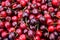 Black and red cherries, close-up