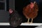 Black & red chickens roosting
