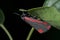 Black and Red Cinnabar moth hangs off a leaf with a black background closer in, Tyria jacobaeae