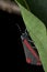 Black and Red Cinnabar moth hangs off a leaf with a black background portrait, Tyria jacobaeae
