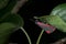 Black and Red Cinnabar moth hangs off a leaf with a black background, Tyria jacobaeae