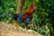 Black and red coloured beautiful cock in a forest