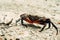 Black-red crab hurries to escape and hide in water