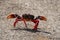 Black and Red Crab Walking on the Giron Beach