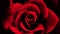 Black and red filter velvet effect of a garden rose