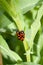 Black and Red Froghopper beetle