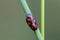 Black and red froghopper beetle