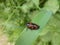 black-and-red froghopper black red in the green grass