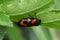 black and red froghopper - Cercopis Vulnerata