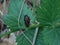 Black-and-red froghopper in the forest