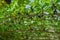 Black and red fruits and green leaves on mulberry branches