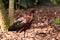 Black and red ibis bird on a leafy floor