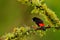 Black and red song bird. Scarlet-rumped Tanager, Ramphocelus passerinii, exotic tropic red and black song bird form Costa Rica, in