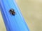 A black with red spot bold jumping spider on a blue pole
