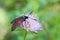 Black red spotted moth sitting on a wild flower