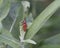 Black and red spotted Tetraopus Tetrophthalmus or milkweed beetle