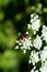 Black and red striped checkered beetles on a white flower