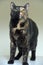 Black and red tortoiseshell shorthair cat