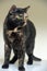 Black and red tortoiseshell shorthair cat