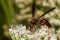 A black and red wasp with green brown eyes called metricus paper wasp polistes metricus