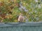 black redstart in the autumn garden