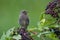 Black redstart bird on elderberry plant