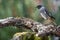 Black redstart bird in nature