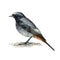 Black redstart bird. Watercolor illustration. Realistic hand drawn phoenicurus ochruros male. Black redstart forest