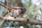 Black redstart chick with raised short orange tail