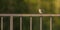 Black Redstart on iron fence
