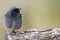 Black redstart male