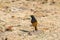 Black Redstart Male Perching on Ground