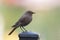 Black Redstart (Phoenicurus ochruros)