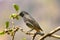 Black redstart (Phoenicurus ochruros)