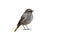 Black redstart, Phoenicurus ochruros