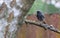 Black Redstart Phoenicurus ochruros with prey