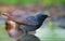 Black redstart stands deep in water pond