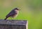 Black Redstart on wooden log