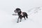 Black rescue dog searching on snow.