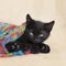 Black rescue kitten sleeping inside a colorful snow hat