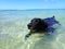 Black retriever Dog swims in the water with tennis ball in mouth