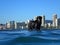Black retriever Dog with tennis ball in mouth stands in water in front of Waikiki