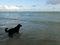 Black retriever Dog in the water at Makalei Beach