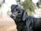 A black Retriever mixed breed dog listening with a head tilt