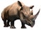 Black rhino